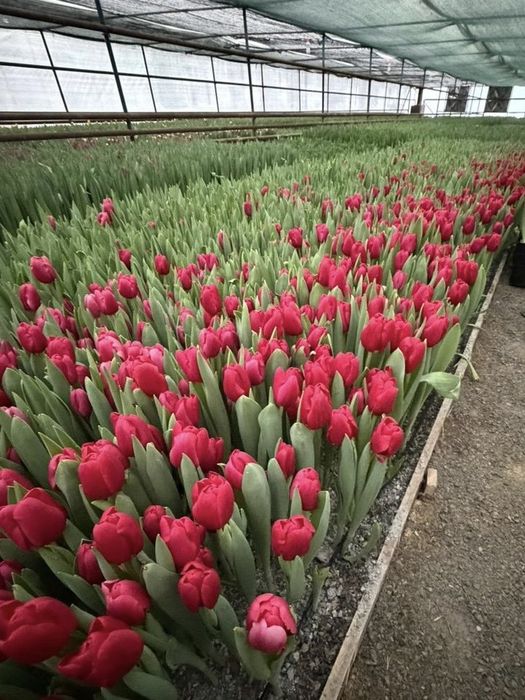 Тюльпаны к 8 марта