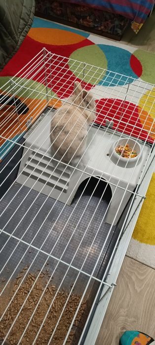 Подарявам зайче на 1 ,6 г.