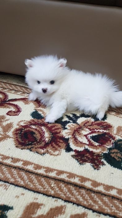 Шпиц Немецкий , Чисто кровны