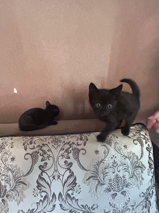 Отдам котят в хорошие руки