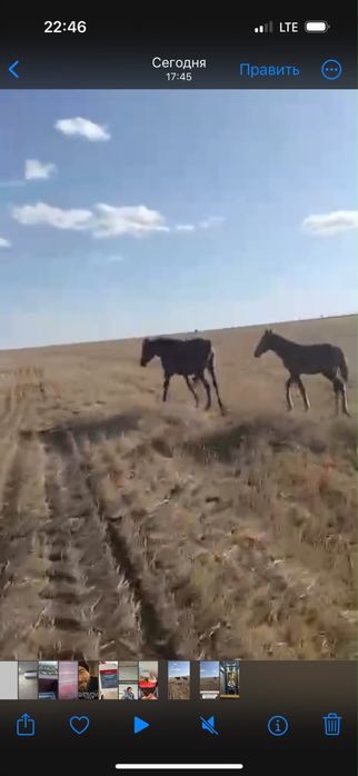 Продам кобылу с жеребенком