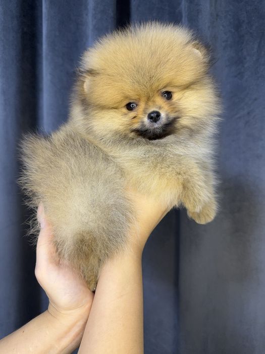 Померанский шпиц