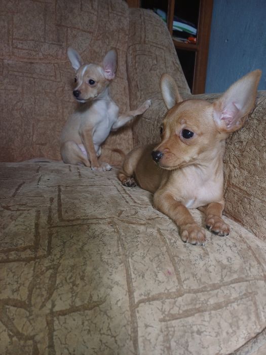 Продам щенков той терьера.