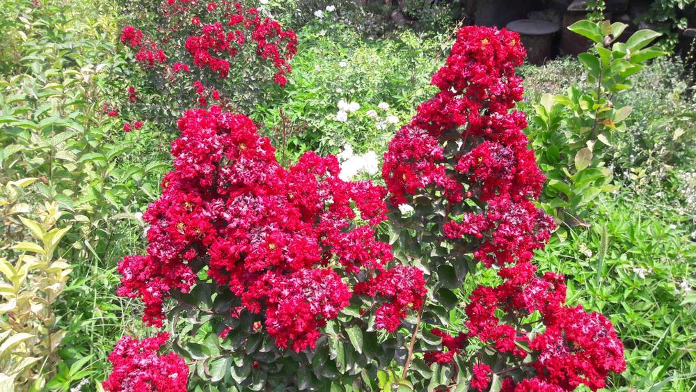 Лагерстремия (индийская сирень) динамит