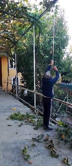 Баландаги шохлар ва гулзор учун секатор