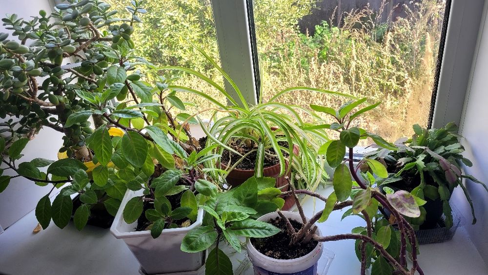 Продам все комнатные цветы.