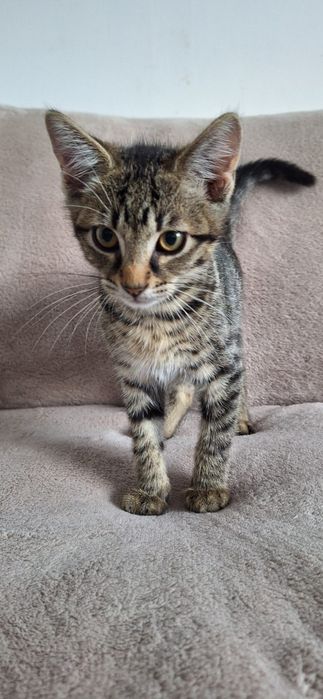 Pisici spre adoptie