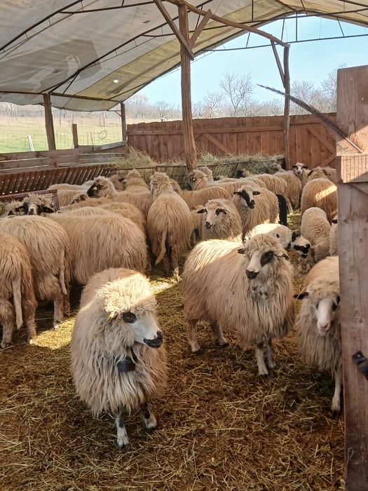 Vind 103 oi cu miei mari și frumoși