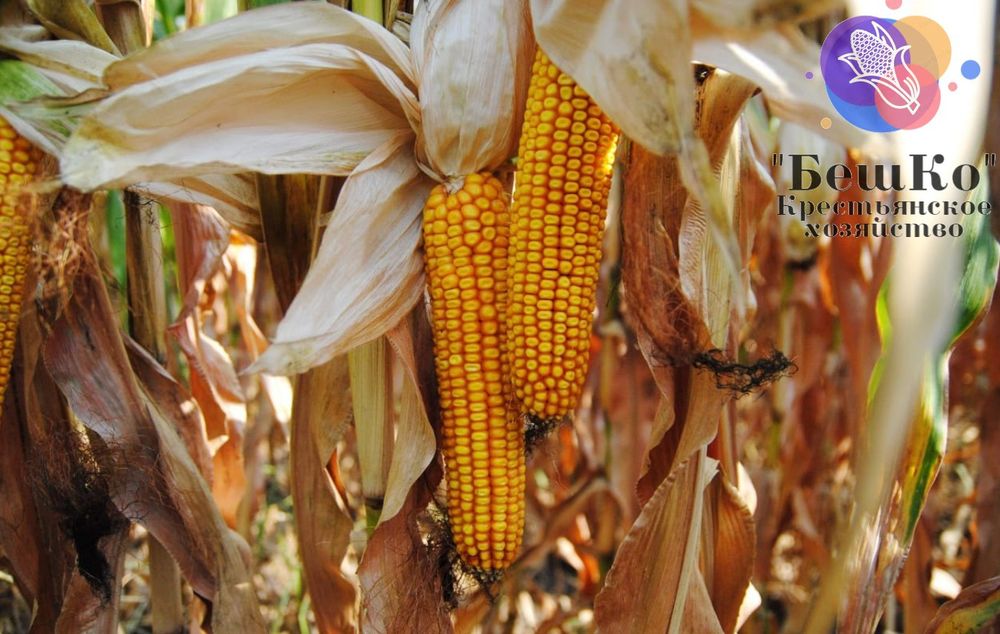 Семена кукурузы гибридной
