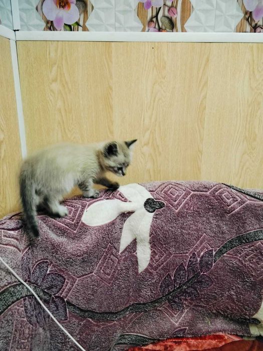 Отдам котика полтора месяца.