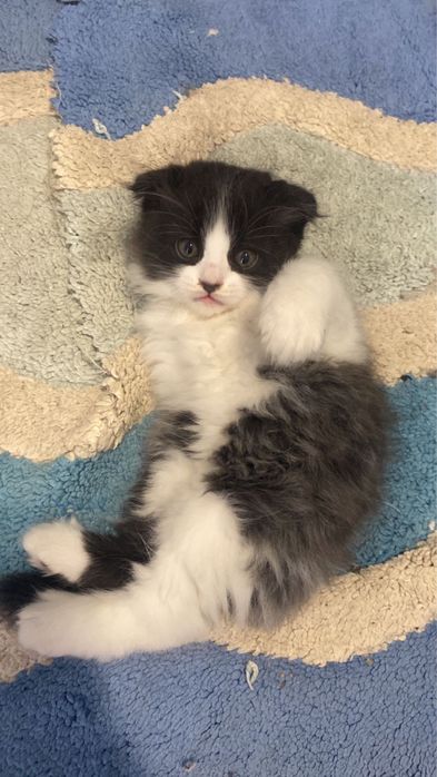 котята щотландцы