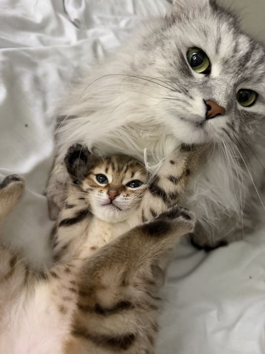 кошка бесплатно , 3 мес. девочка
