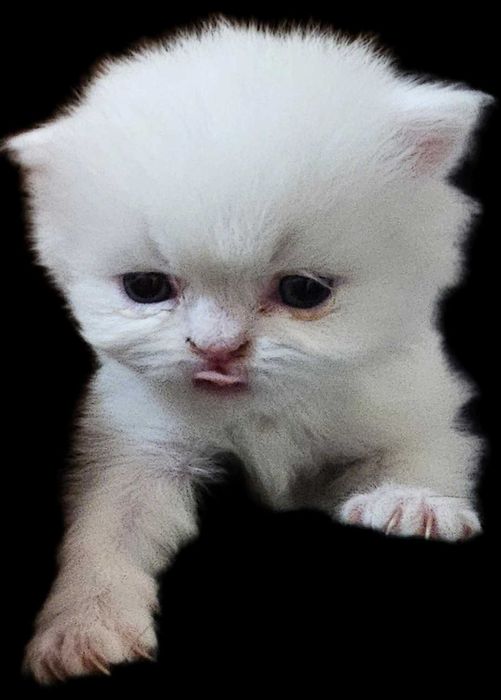 Персийска котка