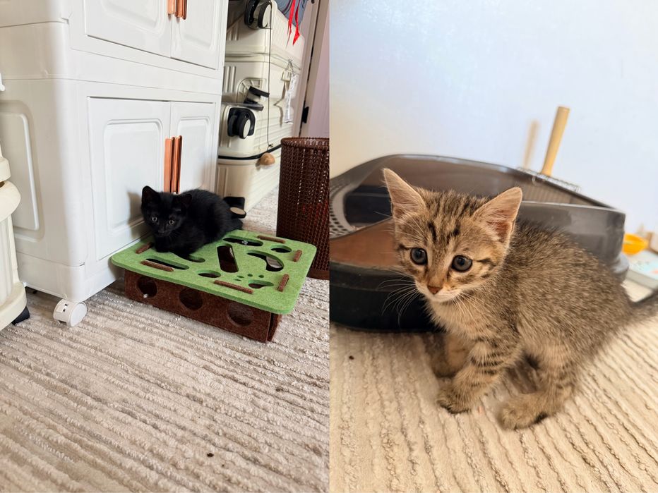 Котенок, 20 дней от роду.