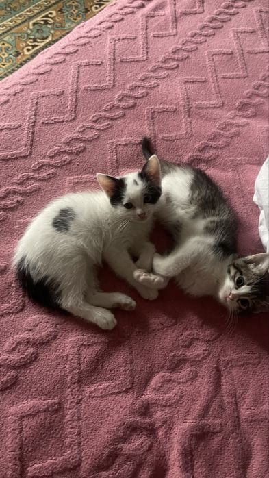 Отдам котят в добрые руки