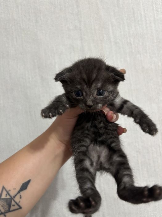 Отдам котят в доброе руки