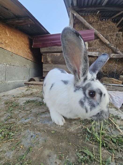 Iepure mascul metis 4,2 kg – 1 an, sănătos – 99 lei