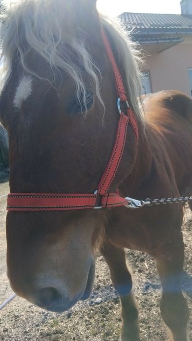 Manz 1 an si 10 luni