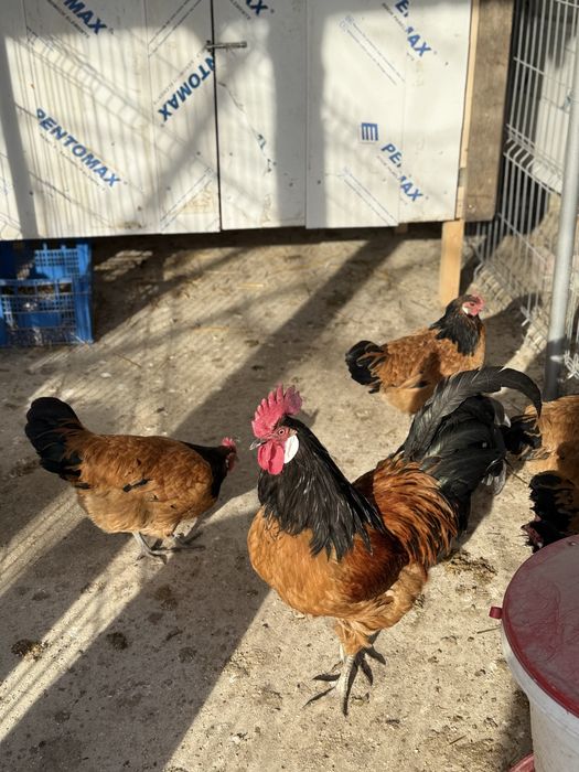 Vând o familie de 6+1 gaini  vorwerk