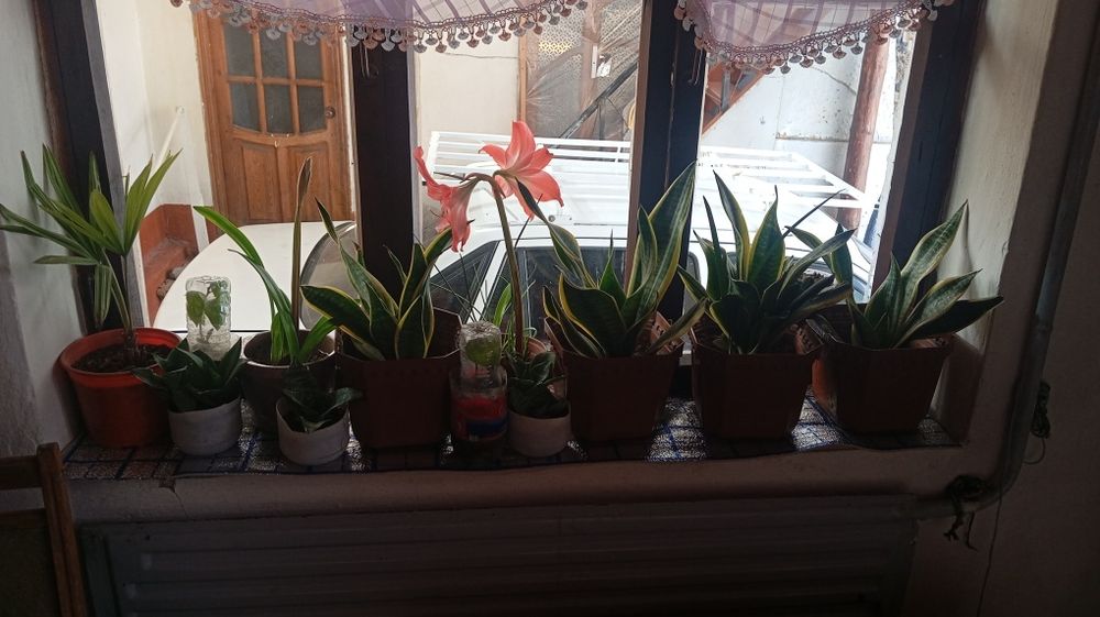 Arzon gullar sotiladi