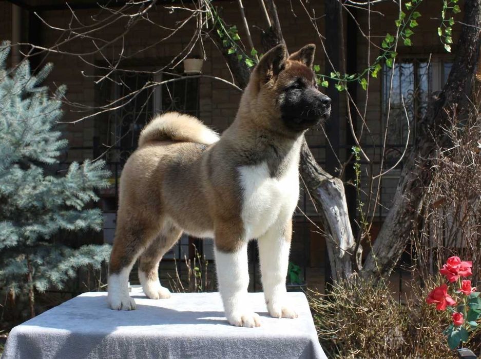 Американская акита девочка