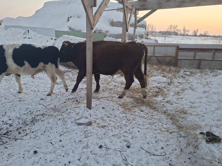 Продам телят 10 месяцев