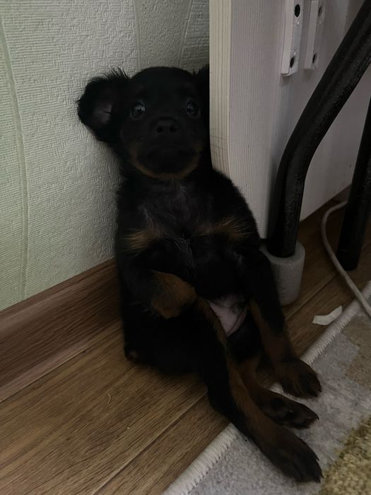 Щенок русского той терьер