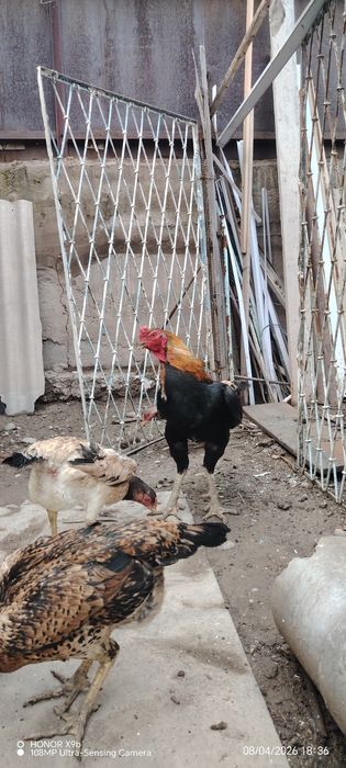 Продаю свой бойцовский петух