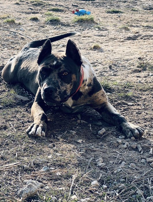 Америкалық Стаффордшир терьері