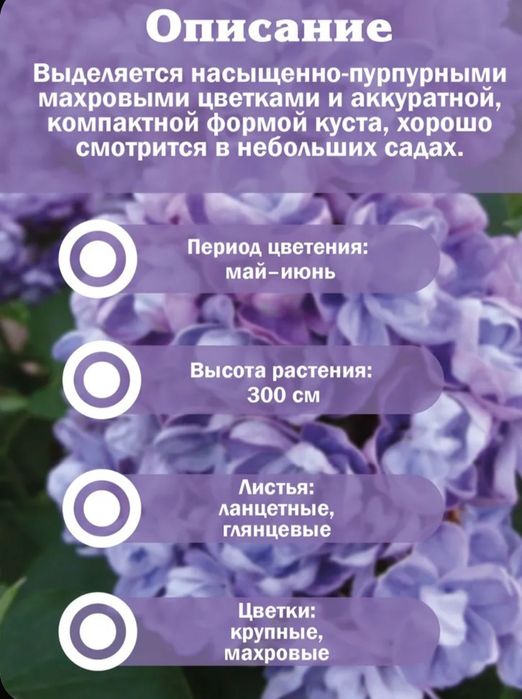 Продам саженцы сирени привизеные с России