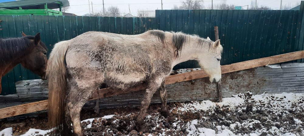 Буаз бие сатылады