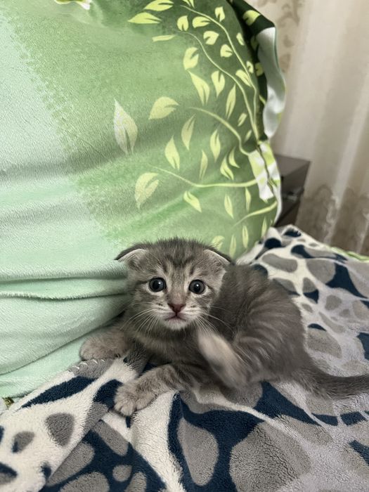 Продаются котята