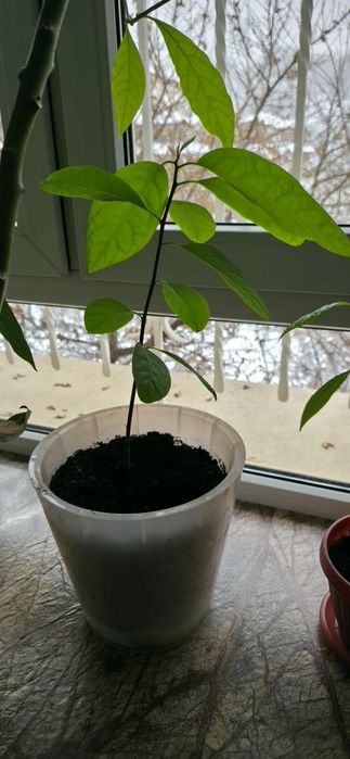 Авокадо саженцы  в горшках