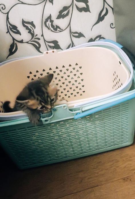 Британский мальчик из ПрофПитомника