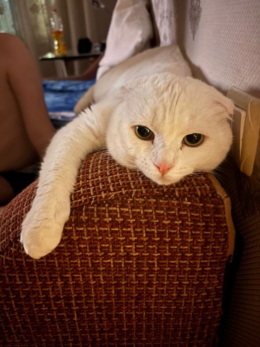 Отдам двух котов в хорошие руки