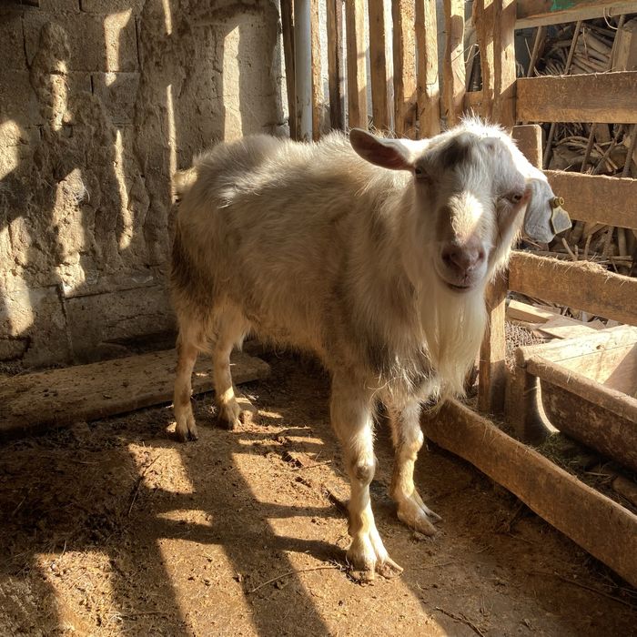 Продается коза занен-битал