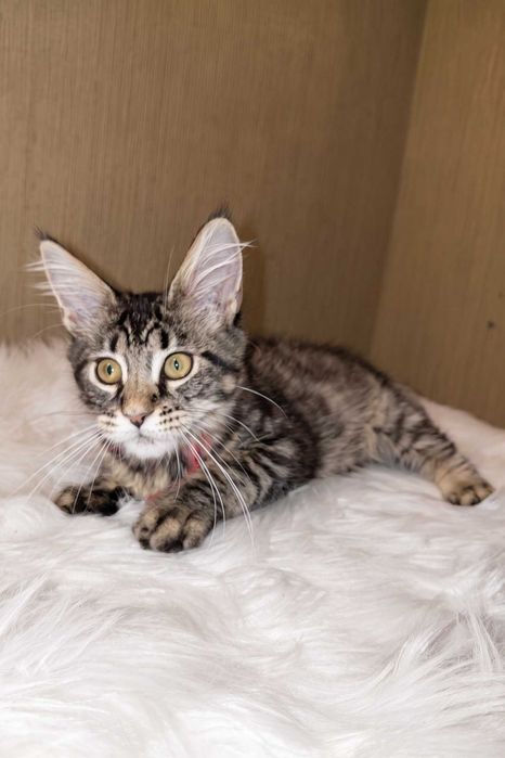 PIXIE – Fetiță Maine Coon, 3,5 luni | Pedigree | www.lynxrunecode.com