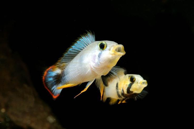 Продам  - апистограмма пандурини