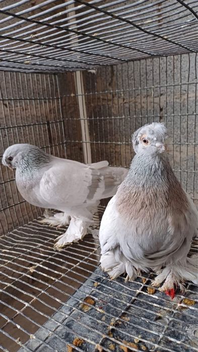 Продам Голубей!!