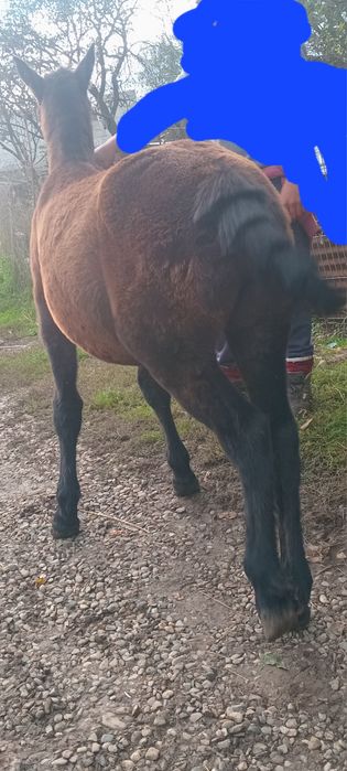 Vand sau schimb manz