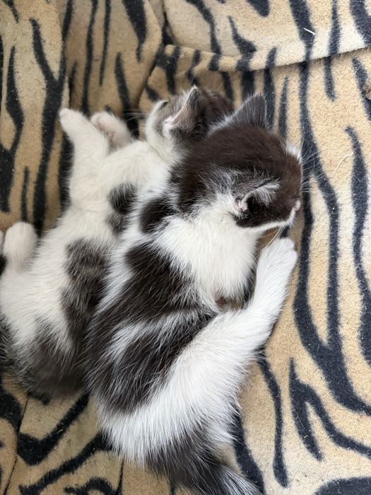 Котята мальчики