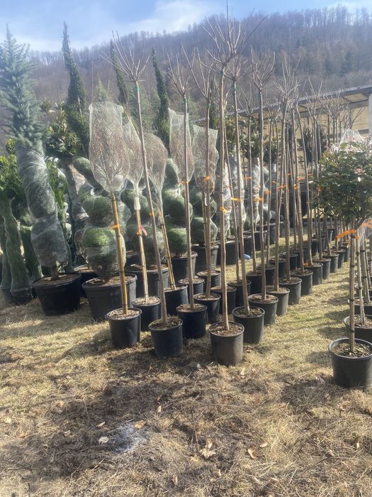 Vindem pomi fructifer