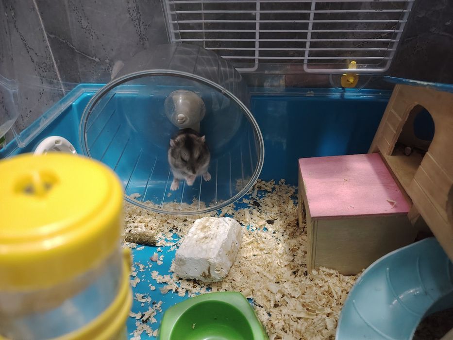Продам хомяка, девочка
