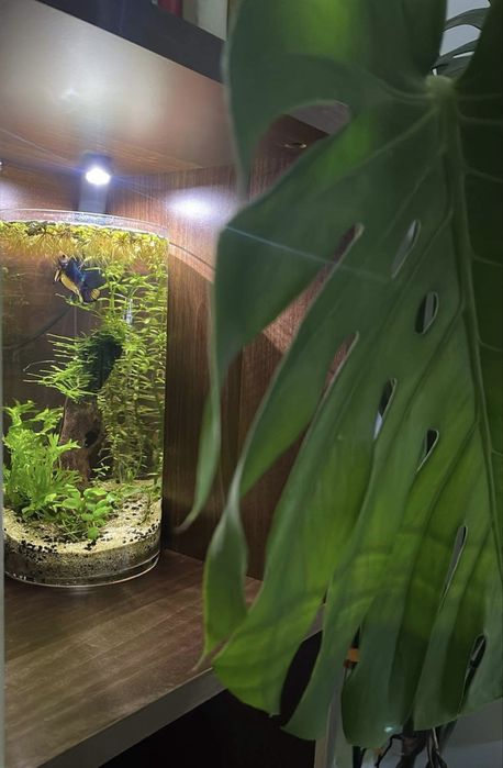 Acvariu/Vaza cu pesti Betta