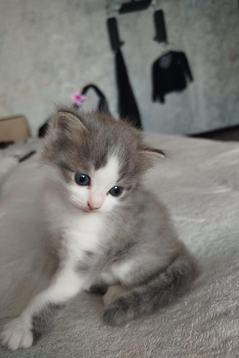 Отдам котенка бесплатно