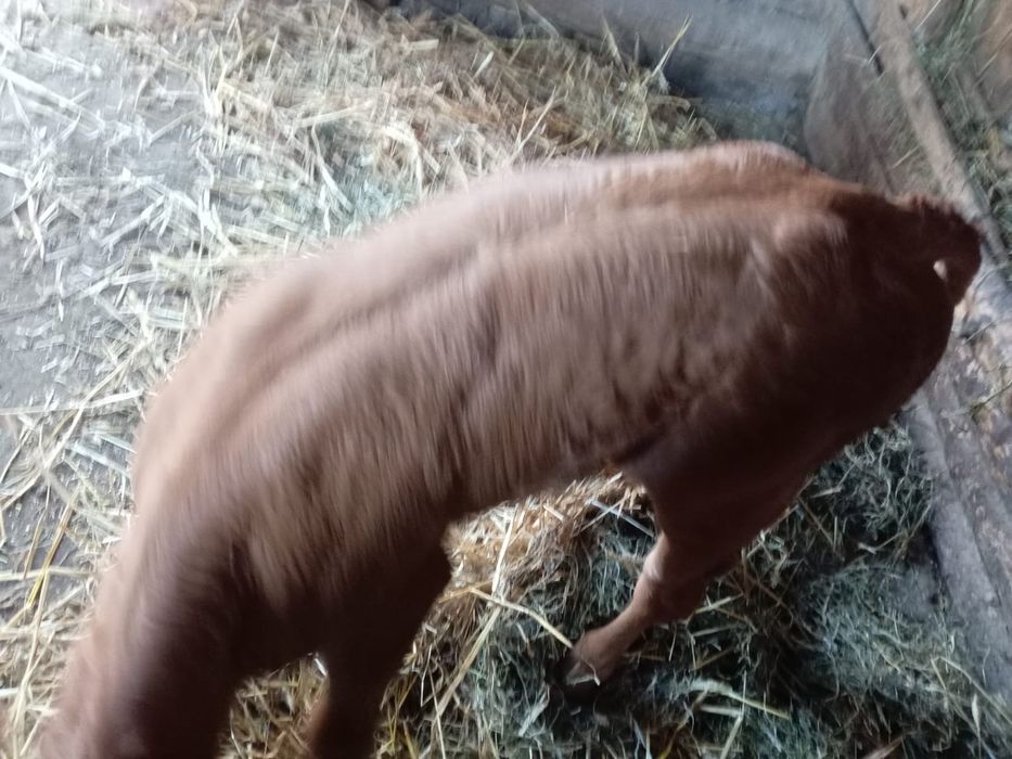 Vitea de vânzare