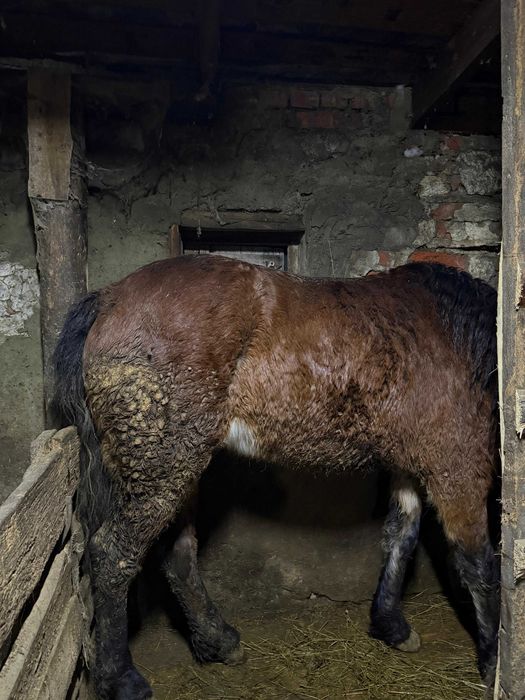 Продам кобылу...