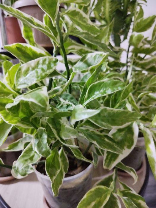 Комнатные растения