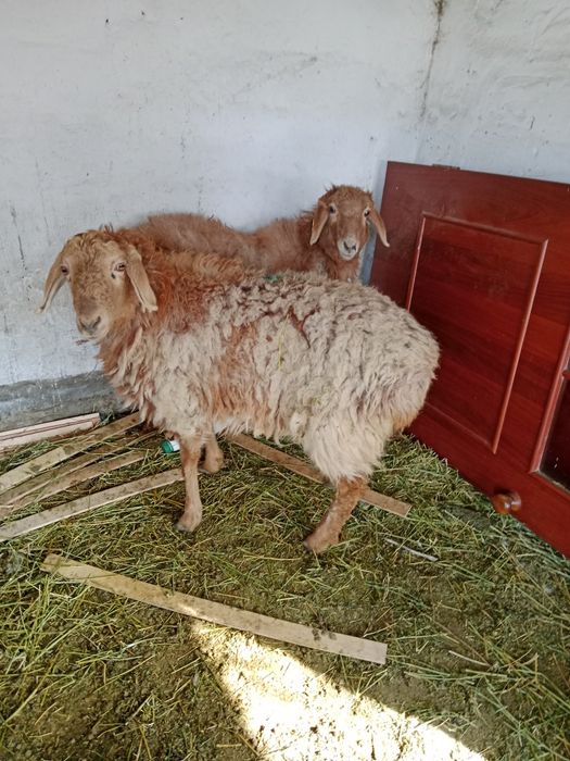 2-бас ұрғашы тоқтылар сатылады