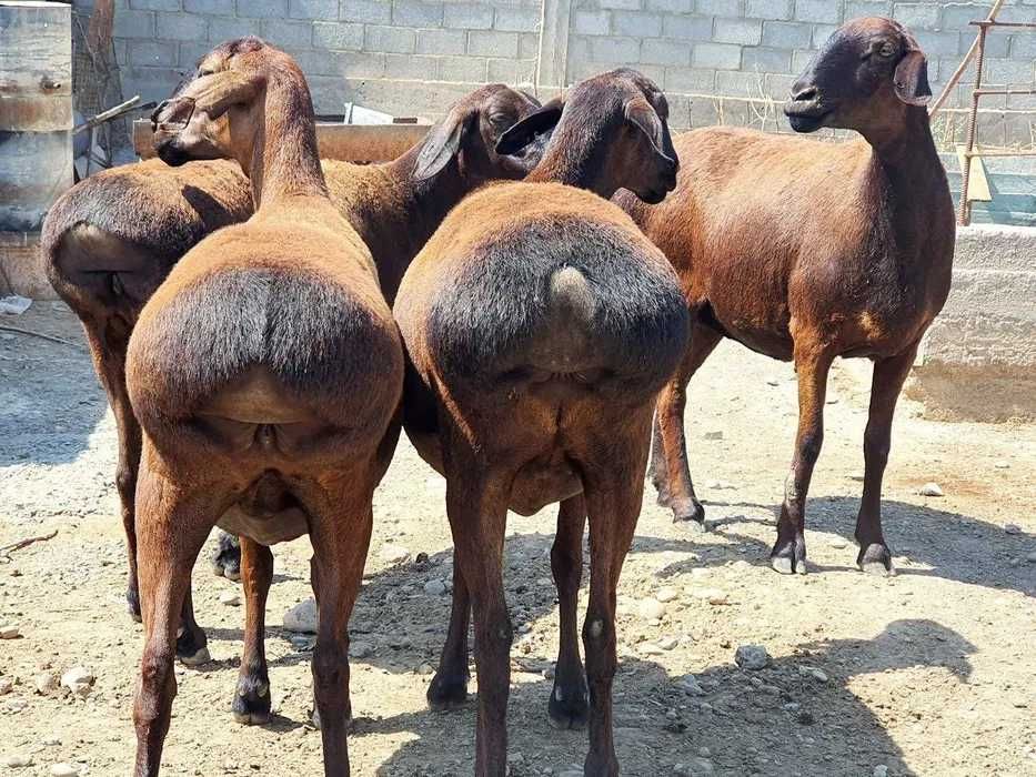 xisor quylari bilan toza gush